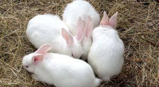 Картинка по теме - как определить беременность у крольчихи