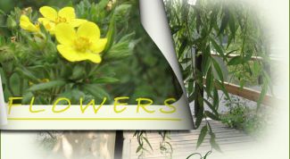 Картинка по теме - как обработать край в photoshop