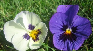 Картинка по теме - как нарисовать анютины глазки