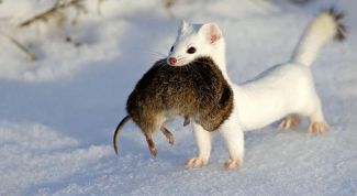 Картинка по теме - как поймать горностая