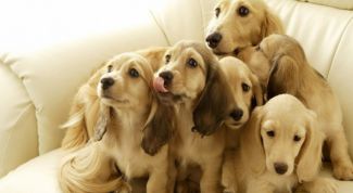 Картинка по теме - как вывести запах собаки