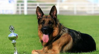 Картинка по теме - как поднять уши овчарке