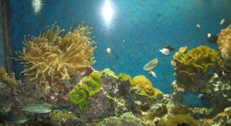 Картинка по теме - как сделать аквариумную крышку