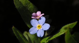 Картинка по теме - как нарисовать незабудку