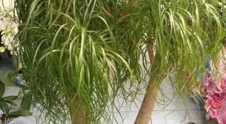 Картинка по теме - как вырастить нолину