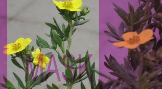 Картинка по теме - как сделать слой маску в фотошопе