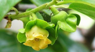 Картинка по теме - как вырастить хурму из семечка