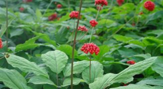 Картинка по теме - как употреблять женьшень