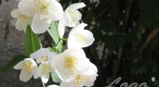 Картинка по теме - как вставить в фото логотип