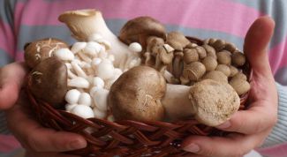 Картинка по теме - как вырастить шампиньоны и вешенки