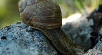 Картинка по теме - как узнать пол улитки