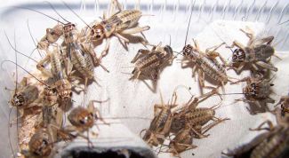 Картинка по теме - как разводить сверчков