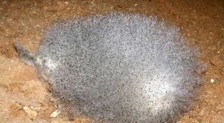 Картинка по теме - почему появляется плесень