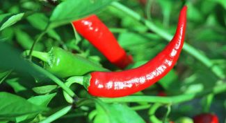 Картинка по теме - как наносить настойку стручкового перца