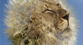 Картинка по теме - как объединить два рисунка