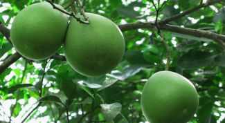 Картинка по теме - как посадить помело