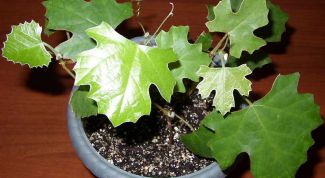 Картинка по теме - как избавиться от плесени в цветке