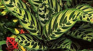 Картинка по теме - как пересадить калатею