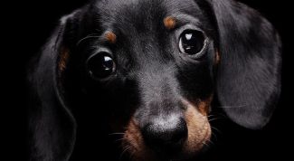 Картинка по теме - как определить возраст таксы