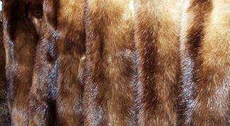 Картинка по теме - как выделать шкурку соболя