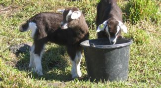 Картинка по теме - как нарисовать козлика