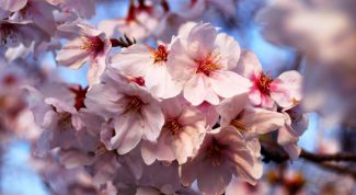 Картинка по теме - как нарисовать цветок сакуры