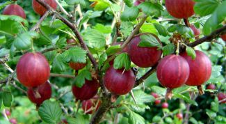 Картинка по теме - как обрезать крыжовник