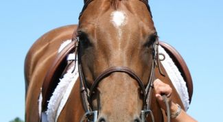 Картинка по теме - как оседлать коня