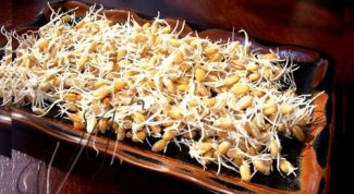 Картинка по теме - как сделать пророщенную пшеницу