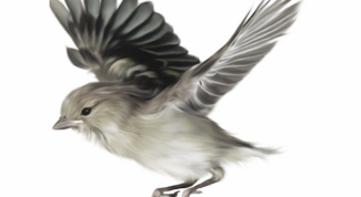 Картинка по теме - как нарисовать летящую птицу