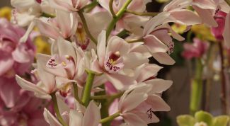 Картинка по теме - как заставить цвести цимбидиум