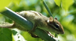 Картинка по теме - как назвать бурундука