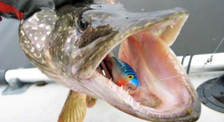 Картинка по теме - как ловить щуку на воблер