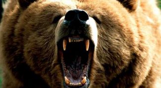 Картинка по теме - как отпугнуть медведя