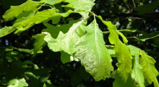 Картинка по теме - как делать веники в баню