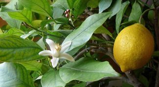 Картинка по теме - как выращивать комнатный лимон