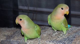 Картинка по теме - как различить неразлучников по полу