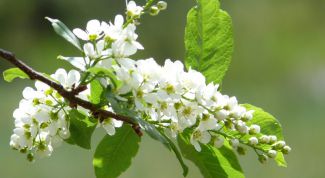 Картинка по теме - как заваривать черемуху