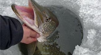 Картинка по теме - как ловить щуку на балансир