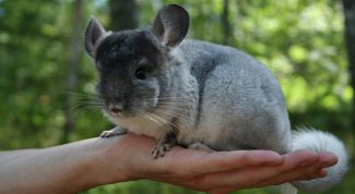 Картинка по теме - как назвать шиншиллу