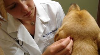 Картинка по теме - как лечить грибок у собак