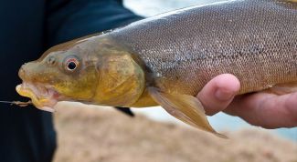 Картинка по теме - как ловить маринку