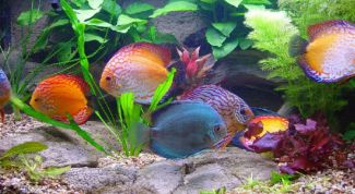Картинка по теме - как выбрать грунт для аквариума