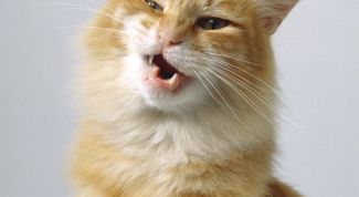 Картинка по теме - как отучить кота грызть провода