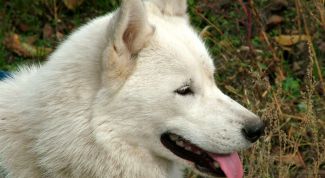 Картинка по теме - как кормить западно-сибирскую лайку