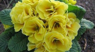 Картинка по теме - как посадить примулу