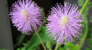 Картинка по теме - как вырастить мимозу