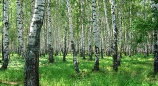 Картинка по теме - почему нужно защищать деревья