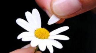 Картинка по теме - как играть в ромашку