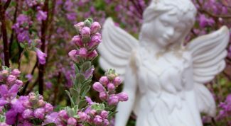 Картинка по теме - как узнать день ангела